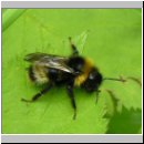 Bombus pratorum - Wiesenhummel 05.jpg